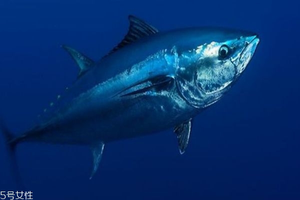 金槍魚怎么做好吃呢 金槍魚有什么營養(yǎng)價值呢