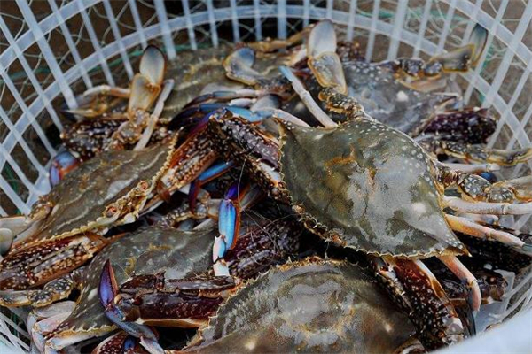 糖尿病能吃梭子蟹嗎 糖尿病怎么吃梭子蟹好 糖尿病能吃梭子蟹嗎 糖尿病怎么吃梭子蟹好