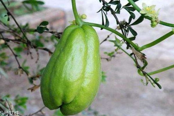 什么是佛手瓜呢 佛手瓜有什么作用呢 什么是佛手瓜呢 佛手瓜有什么作用呢