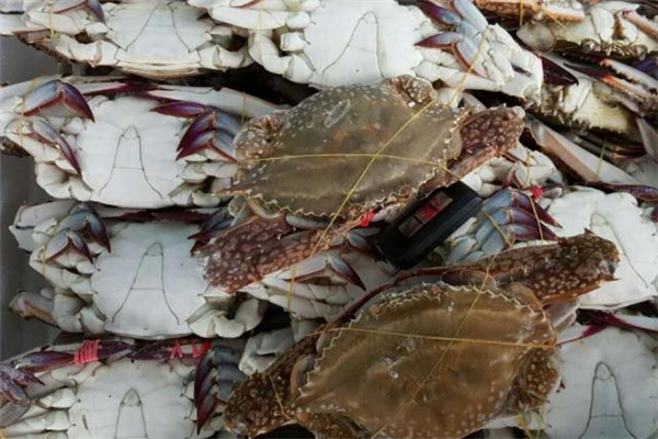 梭子蟹公母怎么區(qū)分 梭子蟹公的好吃還是母的 梭子蟹公母怎么區(qū)分 梭子蟹公的好吃還是母的