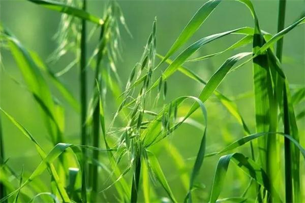 野燕麥?zhǔn)鞘裁?野燕麥的功效與作用 野燕麥?zhǔn)鞘裁?野燕麥的功效與作用