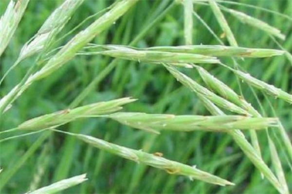 野燕麥?zhǔn)鞘裁?野燕麥的功效與作用 野燕麥?zhǔn)鞘裁?野燕麥的功效與作用