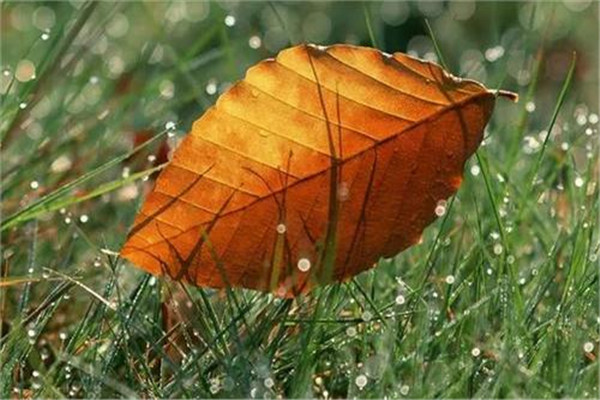 立秋可以吃羊肉嗎 立秋吃羊肉的影響 立秋可以吃羊肉嗎 立秋吃羊肉的影響