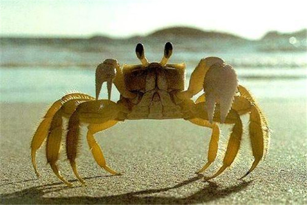 螃蟹吃起來(lái)苦怎么回事 吃螃蟹注意事項(xiàng)