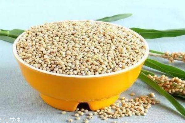 高粱米一般多少錢一斤呢 如何挑選高粱米呢