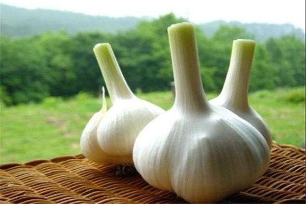 生吃大蒜對腎有什么好處 生吃大蒜不宜過量 生吃大蒜對腎有什么好處 生吃大蒜不宜過量