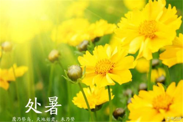 處暑可以上墳嗎 處暑應該注意什么