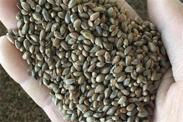 柏樹籽做枕頭的功效 柏樹籽怎么做枕頭 柏樹籽做枕頭的功效 柏樹籽怎么做枕頭