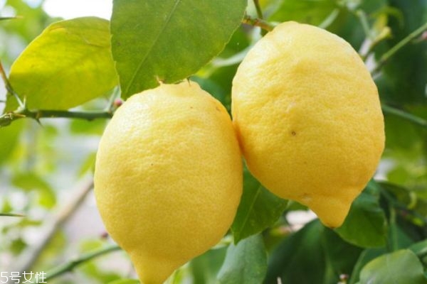 檸檬有什么作用呢 檸檬可以怎么服用呢 檸檬有什么作用呢 檸檬可以怎么服用呢
