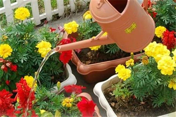 澆花需要多少水 澆花多少水合適 澆花需要多少水 澆花多少水合適