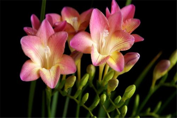 澆花需要多少水 澆花多少水合適 澆花需要多少水 澆花多少水合適