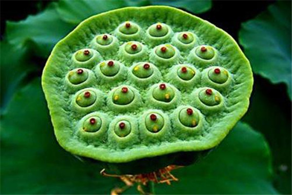 蓮子可以直接吃嗎 蓮子直接吃的好處是什么 蓮子可以直接吃嗎 蓮子直接吃的好處是什么