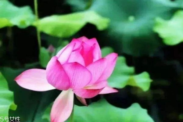 荷花有什么作用呢 一般幾月份荷花開花呢 荷花有什么作用呢 一般幾月份荷花開花呢