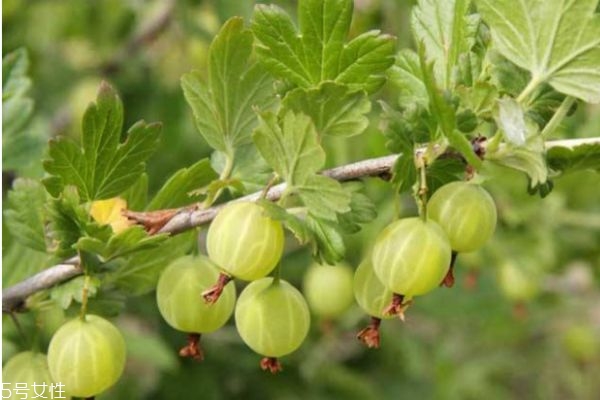 什么是姑娘果呢 姑娘果的營(yíng)養(yǎng)價(jià)值有什么呢 什么是姑娘果呢 姑娘果的營(yíng)養(yǎng)價(jià)值有什么呢