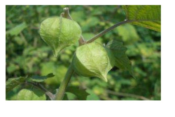 孕婦可以吃姑娘果嗎 孕婦吃姑娘果有什么作用呢 孕婦可以吃姑娘果嗎 孕婦吃姑娘果有什么作用呢