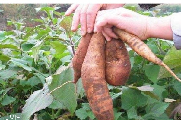 雪蓮果應(yīng)該怎么吃呢 雪蓮果的熱量是怎么樣的呢 雪蓮果應(yīng)該怎么吃呢 雪蓮果的熱量是怎么樣的呢