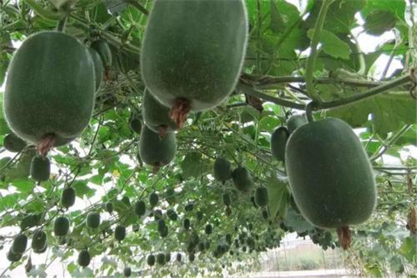 冬瓜吃了會(huì)脹氣嗎 吃冬瓜要注意什么 冬瓜吃了會(huì)脹氣嗎 吃冬瓜要注意什么