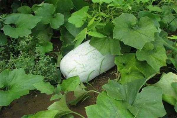 冬瓜吃了會(huì)脹氣嗎 吃冬瓜要注意什么 冬瓜吃了會(huì)脹氣嗎 吃冬瓜要注意什么