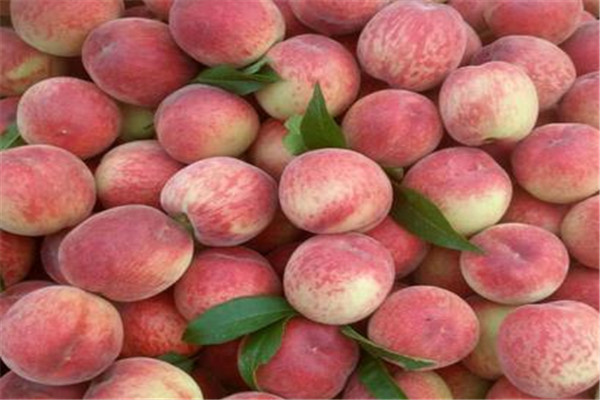 桃子的熱量高嗎 一般來說桃子的熱量不高 桃子的熱量高嗎 一般來說桃子的熱量不高