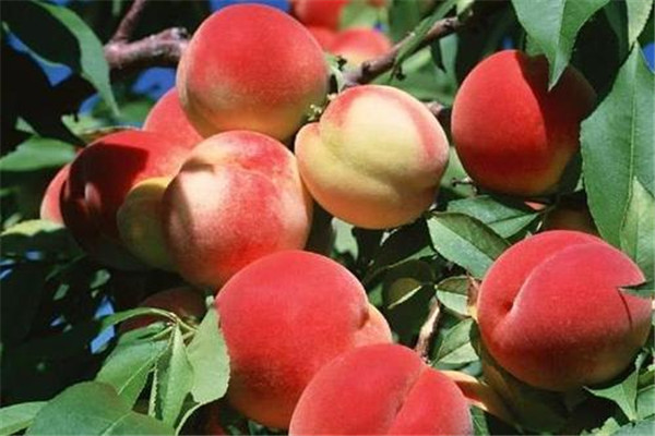 桃子是不是上火的 桃子是上火的食物嗎 桃子是不是上火的 桃子是上火的食物嗎