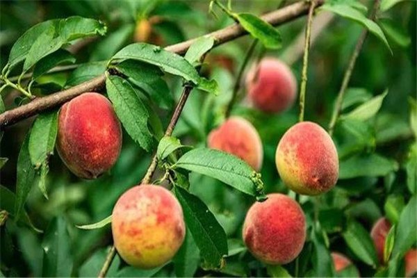 桃子的核能種嗎 桃子的核怎么種 桃子的核能種嗎 桃子的核怎么種