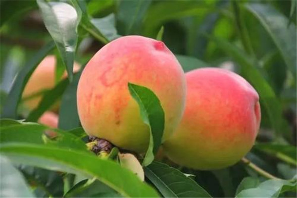 桃子一天吃幾個好 桃子最好是不要多吃 桃子一天吃幾個好 桃子最好是不要多吃