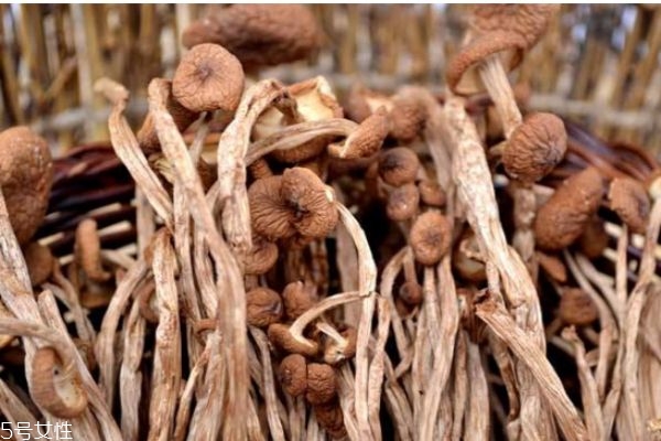 什么是茶樹菇呢 孕婦可以吃茶樹菇嗎 什么是茶樹菇呢 孕婦可以吃茶樹菇嗎