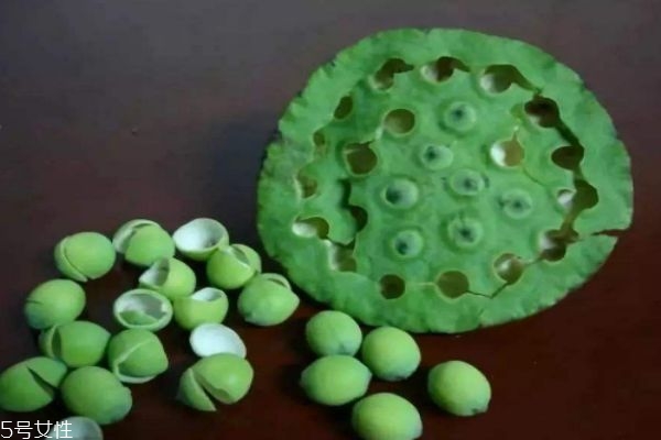 蓮蓬生長(zhǎng)在水里嗎 蓮蓬一般什么季節(jié)成熟呢 蓮蓬生長(zhǎng)在水里嗎 蓮蓬一般什么季節(jié)成熟呢