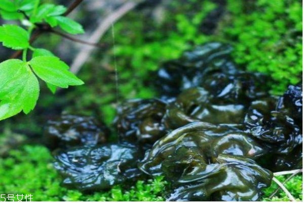 什么是地皮菜呢 地皮菜有什么營(yíng)養(yǎng)價(jià)值呢 什么是地皮菜呢 地皮菜有什么營(yíng)養(yǎng)價(jià)值呢