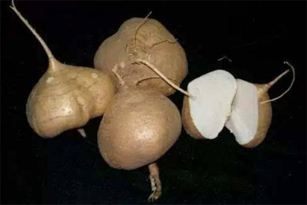 涼薯有毒嗎 涼薯里的黑斑是什么 涼薯有毒嗎 涼薯里的黑斑是什么