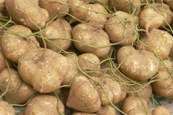 涼薯有毒嗎 涼薯里的黑斑是什么 涼薯有毒嗎 涼薯里的黑斑是什么