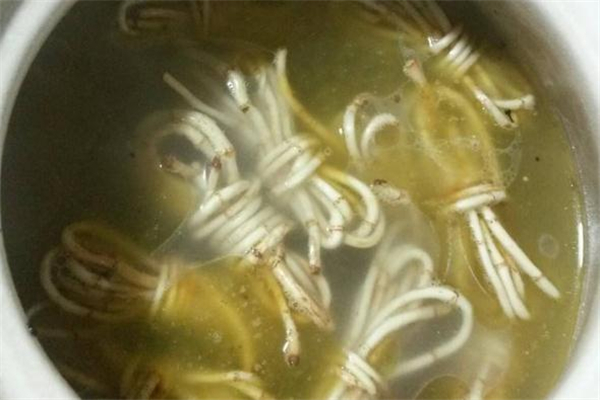 魚腥草泡水可以加糖嗎 魚腥草泡水放什么糖好 魚腥草泡水可以加糖嗎 魚腥草泡水放什么糖好