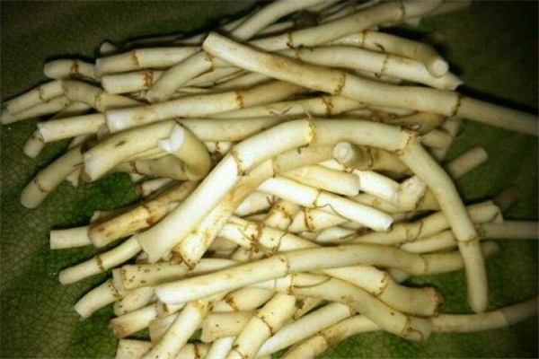 魚腥草和桑葉能一起泡嗎 魚腥草桑葉水的功效 魚腥草和桑葉能一起泡嗎 魚腥草桑葉水的功效