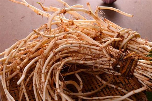 魚腥草和桑葉能一起泡嗎 魚腥草桑葉水的功效 魚腥草和桑葉能一起泡嗎 魚腥草桑葉水的功效