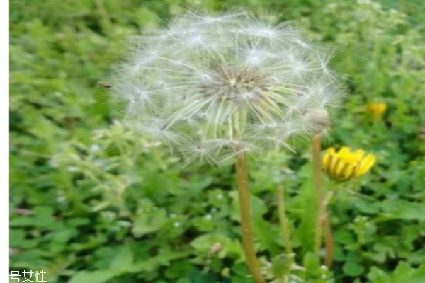 蒲公英有什么營養(yǎng)價(jià)值嗎 蒲公英可以吃嗎 蒲公英有什么營養(yǎng)價(jià)值嗎 蒲公英可以吃嗎
