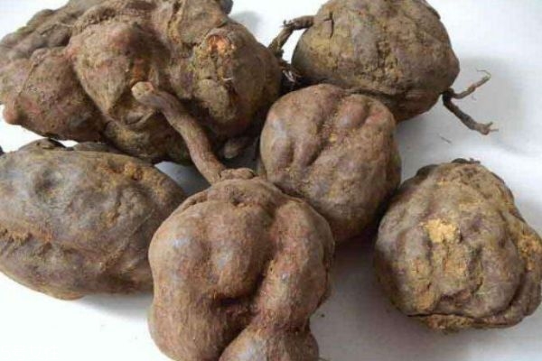 什么是何首烏呢 何首烏有什么營(yíng)養(yǎng)價(jià)值呢 什么是何首烏呢 何首烏有什么營(yíng)養(yǎng)價(jià)值呢