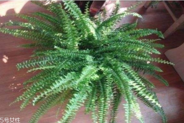 什么是飛天蜈蚣呢 飛天蜈蚣有什么價(jià)值呢 什么是飛天蜈蚣呢 飛天蜈蚣有什么價(jià)值呢