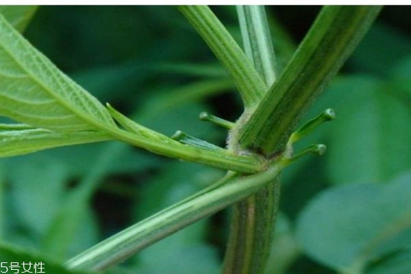 什么是接骨丹呢 接骨丹有什么作用呢 什么是接骨丹呢 接骨丹有什么作用呢