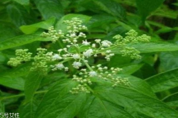 接骨丹的樣子的怎么樣的呢 什么人群不能使用接骨丹呢 接骨丹的樣子的怎么樣的呢 什么人群不能使用接骨丹呢