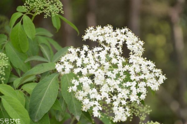 接骨丹的樣子的怎么樣的呢 什么人群不能使用接骨丹呢 接骨丹的樣子的怎么樣的呢 什么人群不能使用接骨丹呢