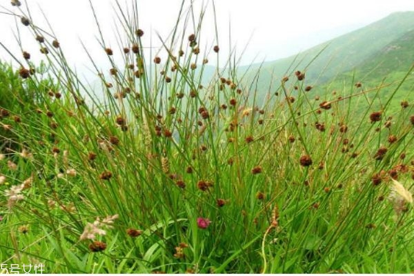 什么人群不能吃燈芯草呢 燈芯草主要產(chǎn)自哪里呢 什么人群不能吃燈芯草呢 燈芯草主要產(chǎn)自哪里呢