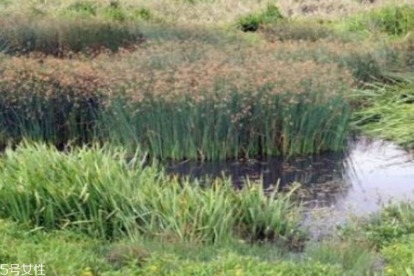 什么人群不能吃燈芯草呢 燈芯草主要產(chǎn)自哪里呢 什么人群不能吃燈芯草呢 燈芯草主要產(chǎn)自哪里呢