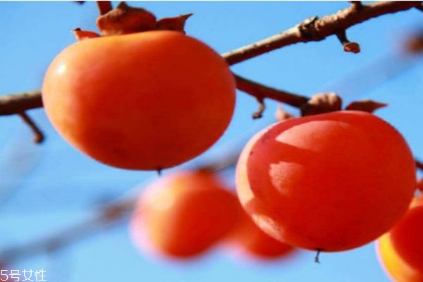 柿子的熱量高嗎 柿子的熱量有多少呢 柿子的熱量高嗎 柿子的熱量有多少呢