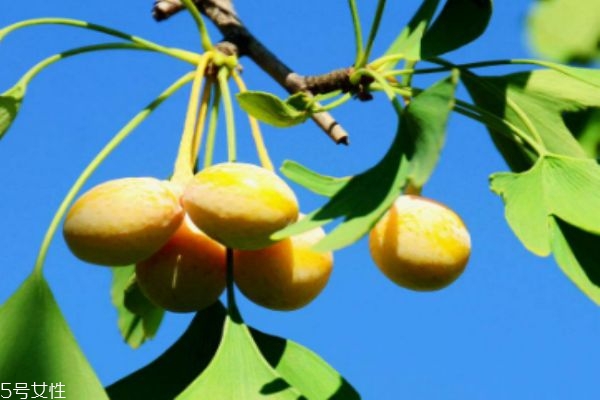 什么是銀杏呢 銀杏有什么營(yíng)養(yǎng)價(jià)值呢 什么是銀杏呢 銀杏有什么營(yíng)養(yǎng)價(jià)值呢