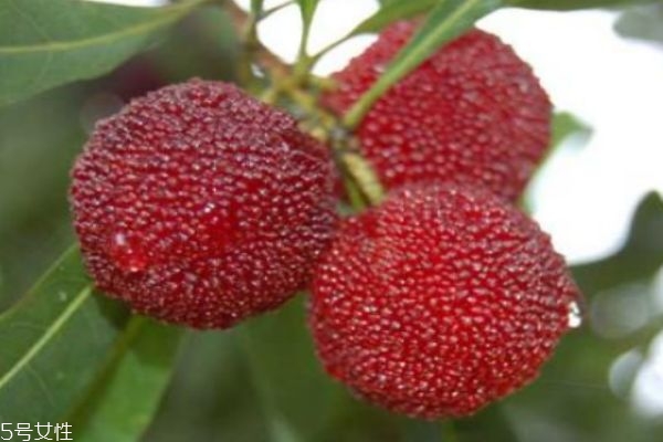 楊梅有什么營養(yǎng)價(jià)值呢 吃楊梅有什么好處呢