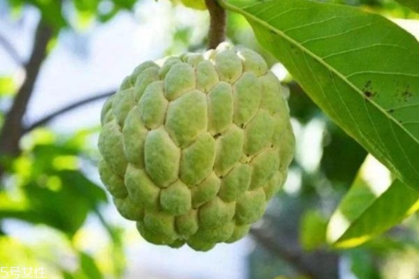 釋迦果有什么營養(yǎng)價值呢 吃釋迦果有什么好處呢 釋迦果有什么營養(yǎng)價值呢 吃釋迦果有什么好處呢