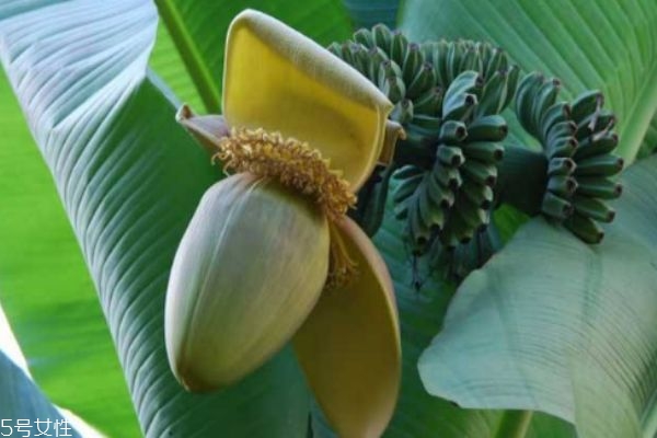 芭蕉有什么營養(yǎng)價值呢 芭蕉多少錢一斤呢