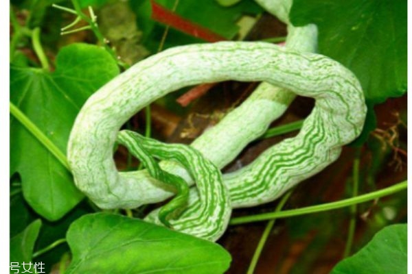 什么是蛇豆的 蛇豆有什么作用呢 什么是蛇豆的 蛇豆有什么作用呢