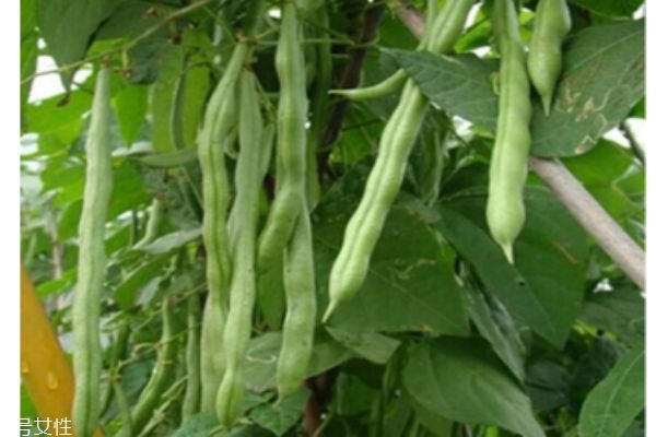 什么是蛇豆的 蛇豆有什么作用呢 什么是蛇豆的 蛇豆有什么作用呢