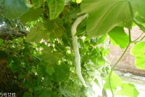 什么是蛇豆的 蛇豆有什么作用呢 什么是蛇豆的 蛇豆有什么作用呢